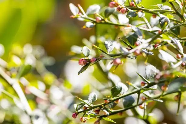 The Best Ways to Use Chaste Tree Berry Powder in Your Diet